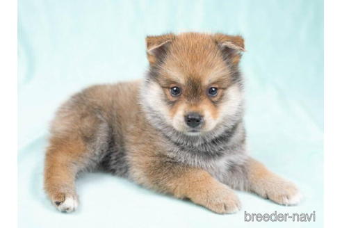 成約済の千葉県のミックス犬-189231の5枚目